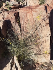 Cleome angustifolia diandra
