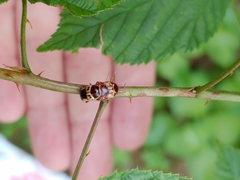 Cryptocephalus mutabilis