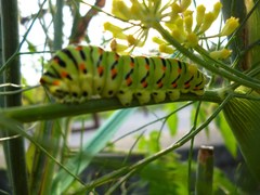 Papilio machaon