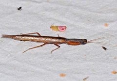Galepsus