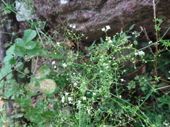 Galium mexicanum