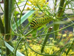 Papilio machaon