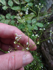 Galium mexicanum