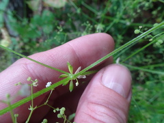 Galium mexicanum