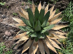 Agave horrida