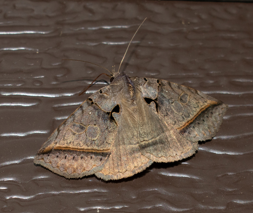 Black Bit Moth photo 4