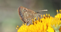Piruna penaea