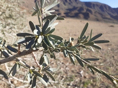 Boscia albitrunca albitrunca