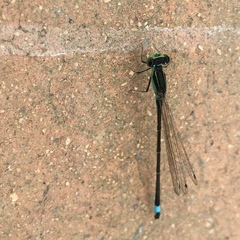 Ischnura senegalensis