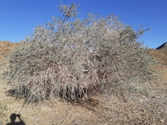 Boscia albitrunca albitrunca