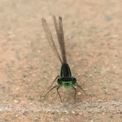 Ischnura senegalensis