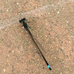 Ischnura senegalensis