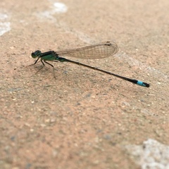 Ischnura senegalensis