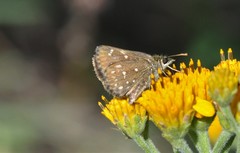 Piruna penaea