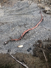Drepanoides anomalus