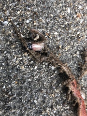 Drepanoides anomalus