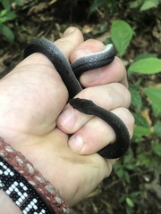 Erythrolamprus pygmaeus