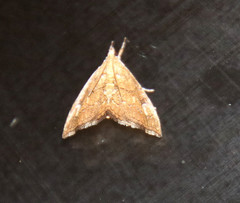 Scybalistodes periculosalis