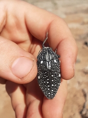Julodis humeralis
