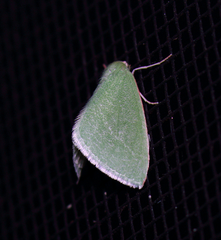 Synchlora faseolaria