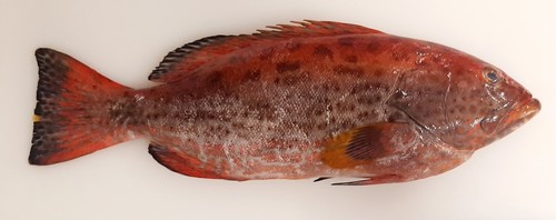 Arigua (Mycteroperca venenosa) — Serranidae — 2