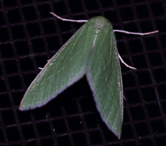 Synchlora faseolaria