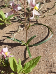 Cyanella ramosissima