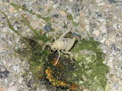 Macrobaenetes valgum