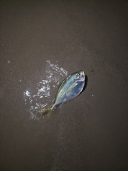 Chloroscombrus chrysurus