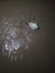 Chloroscombrus chrysurus