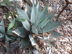 Agave parryi