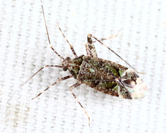 Phytocoris eximius