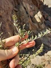 Boscia foetida foetida