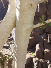 Boscia foetida foetida