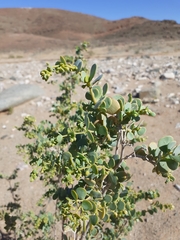 Tetraena prismatocarpa