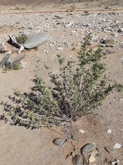 Tetraena prismatocarpa