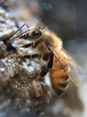 Apis mellifera