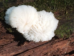 Hypomyces tremellicola