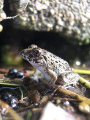 Fejervarya kawamurai