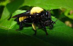 Laphria macquarti