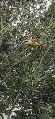 Pitangus sulphuratus