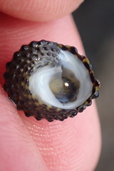 Diloma bicanaliculatum