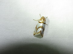 Argentostiria koebelei
