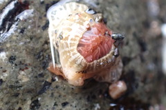 Anthopleura rosea