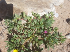 Sesuvium sesuvioides