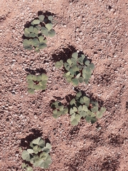 Oxalis psammophila