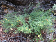 Oenothera toumeyi