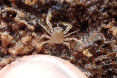 Petrocheles spinosus