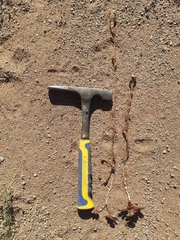 Oxalis psammophila