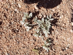 Indigofera hololeuca